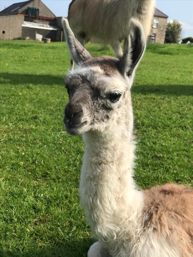 The Snuggly Sheep Shepherd Hut Farm Stay Ballyshannon Buitenkant foto