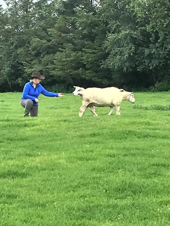 The Snuggly Sheep Shepherd Hut Farm Stay Ballyshannon Buitenkant foto
