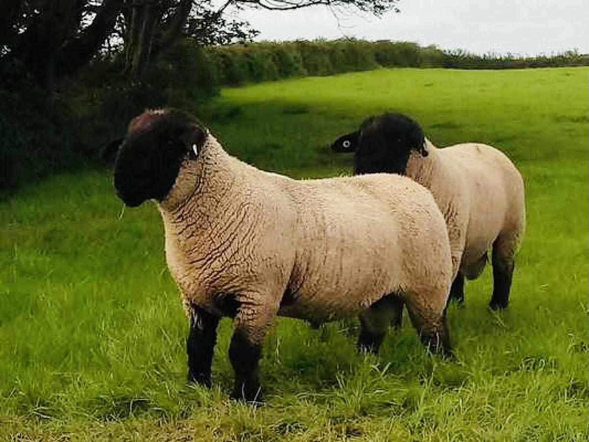 The Snuggly Sheep Shepherd Hut Farm Stay Ballyshannon Buitenkant foto