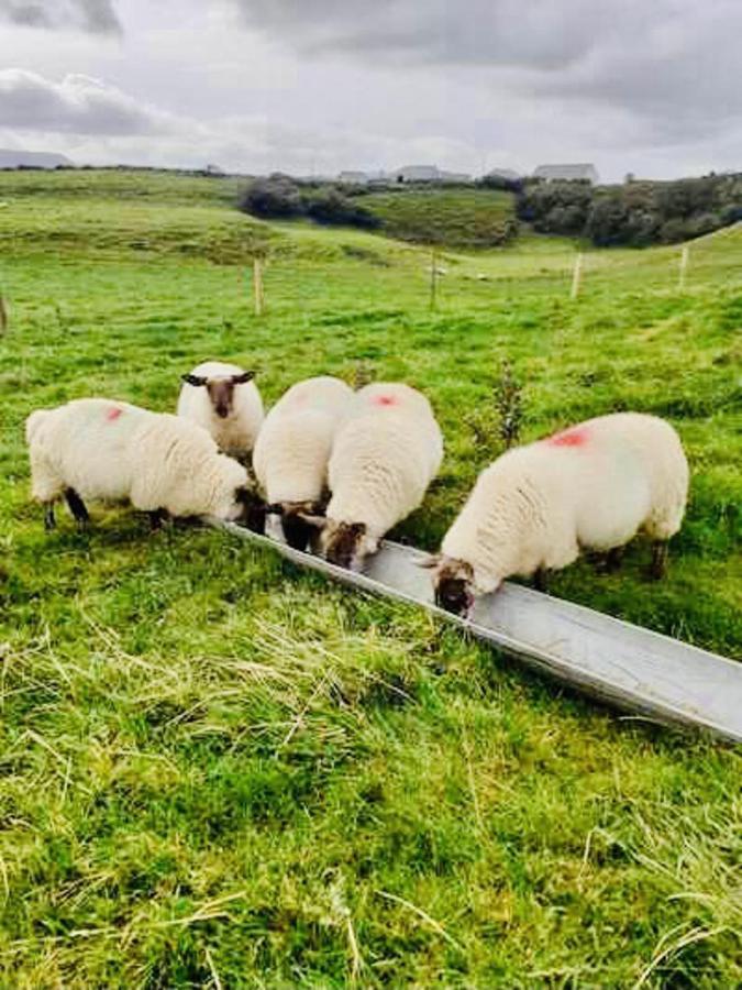 The Snuggly Sheep Shepherd Hut Farm Stay Ballyshannon Buitenkant foto