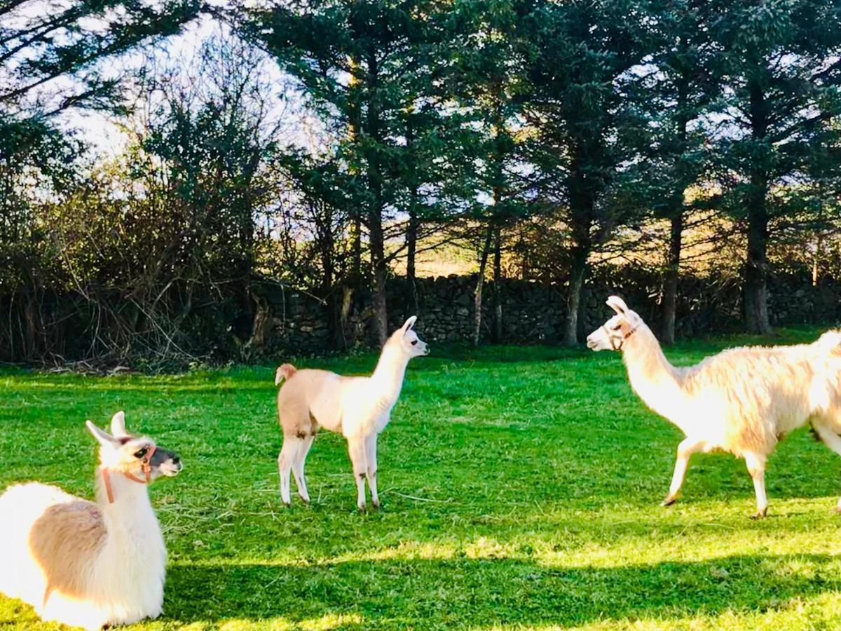 The Snuggly Sheep Shepherd Hut Farm Stay Ballyshannon Buitenkant foto